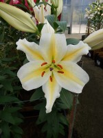 [5317 Follina No01.JPG]